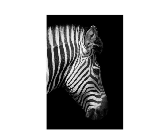 Black & White Zebra Wall Art